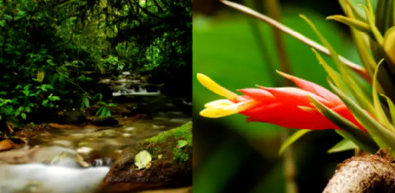 Frontino, Antioquia: Santuario de 800 especies de orquídeas que impulsa el ecoturismo
