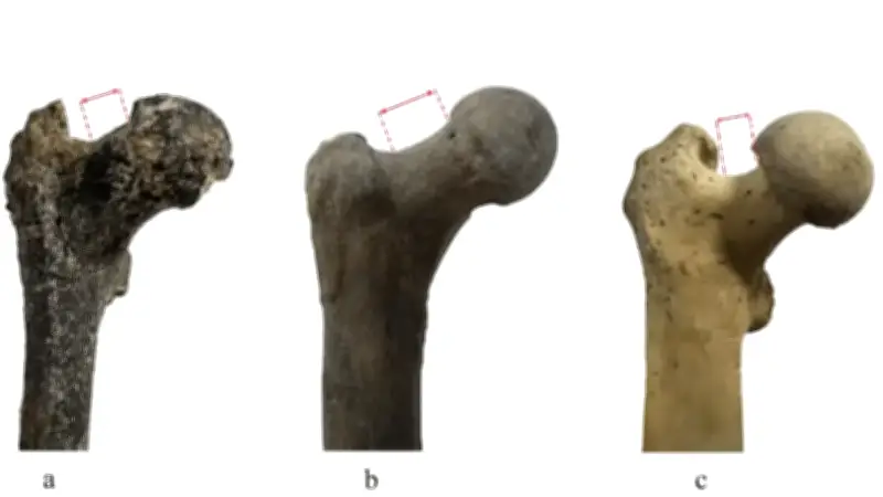 Fósil de 7 millones de años en Europa desafía teoría de que el humano empezó a caminar en África