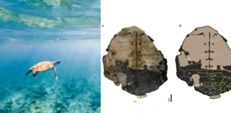 Fósil de tortuga marina de 150 millones de años en Colombia redefine la evolución de reptiles