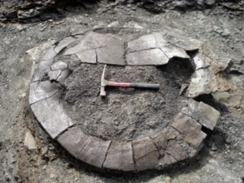 Fósiles de tortugas gigantes hallados en La Guajira y dinosaurio en Bogotá