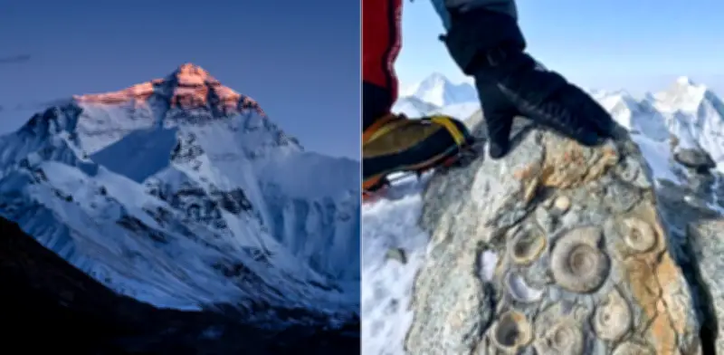 Fósiles marinos de 450 millones de años hallados en la cima del Everest revelan antiguo océano