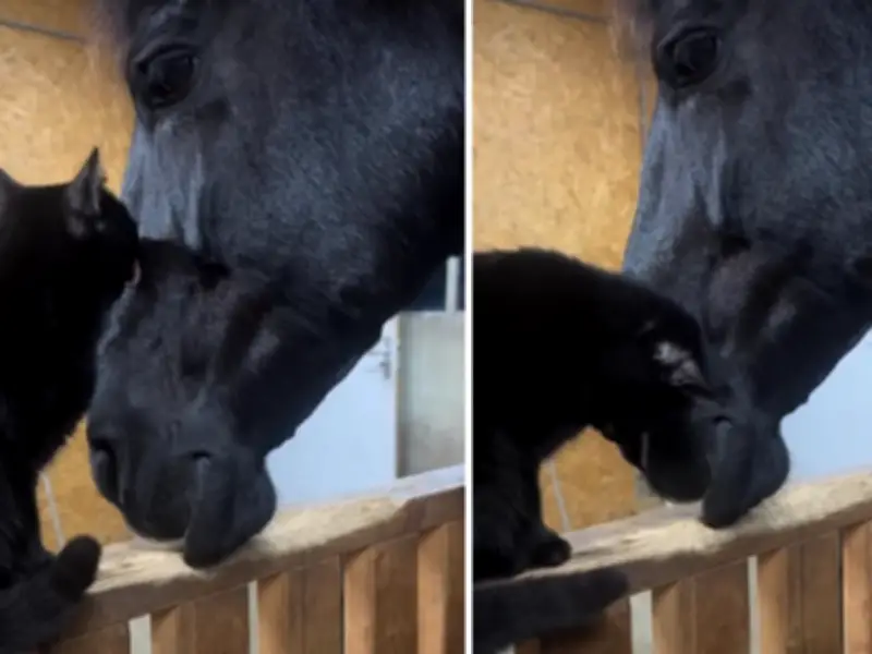 Gato negro y caballo frisón protagonizan tierno video viral de amistad animal