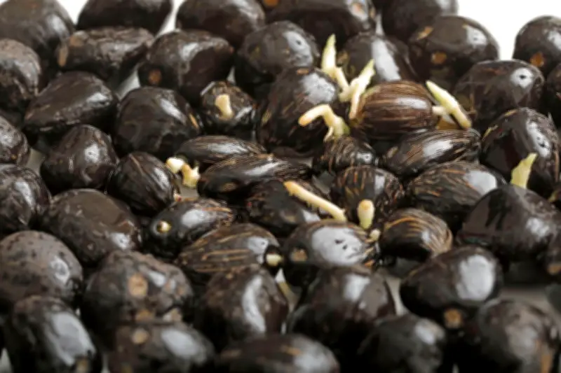 Genética de semillas: la clave para el éxito y sostenibilidad del cultivo de palma en Colombia