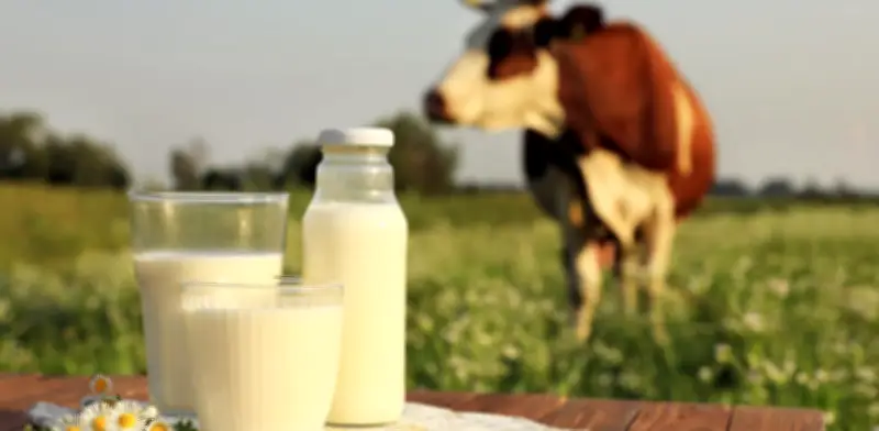 Gloria Foods reorienta su estrategia en Colombia: abandona el negocio lácteo y apuesta por bebidas