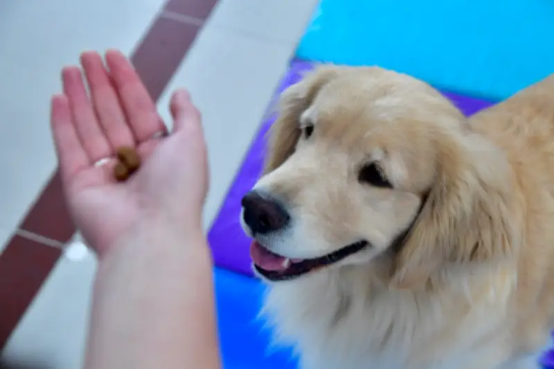 Gobernación del Valle habilita espacio 'pet friendly' para trámites con mascotas en Cali