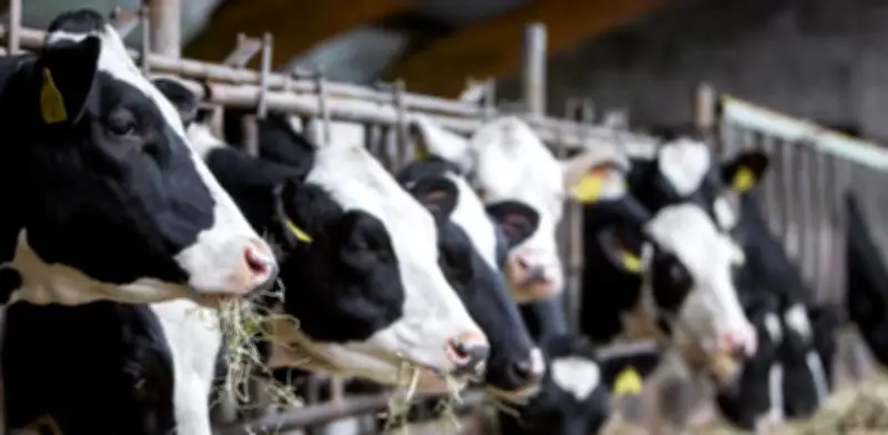 Gobierno activa plan de emergencia para comercializar 127.000 litros diarios de leche tras salida de Gloria