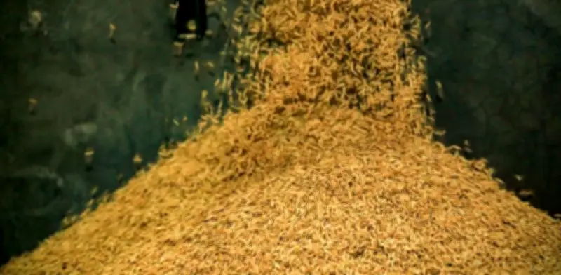 Gobierno desembolsa $412.611 millones en créditos para arroceros de Norte de Santander