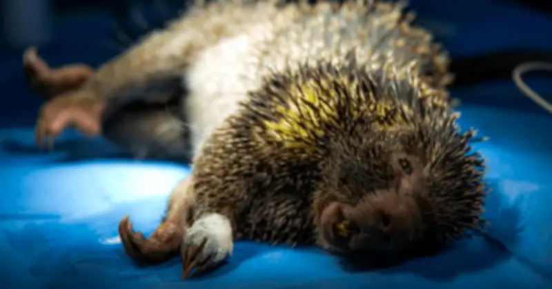 Gobierno impone guía obligatoria para prevenir atropellamiento de fauna en vías nacionales