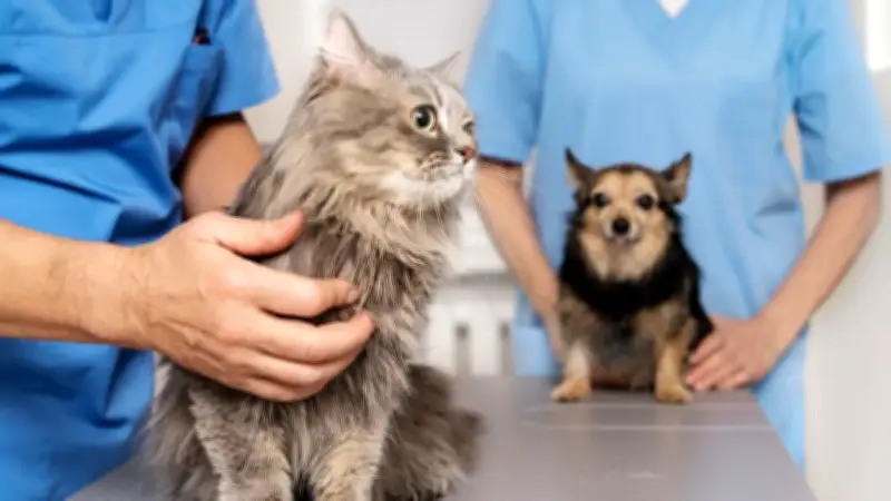 Gobierno reglamenta programa nacional de esterilización para perros y gatos