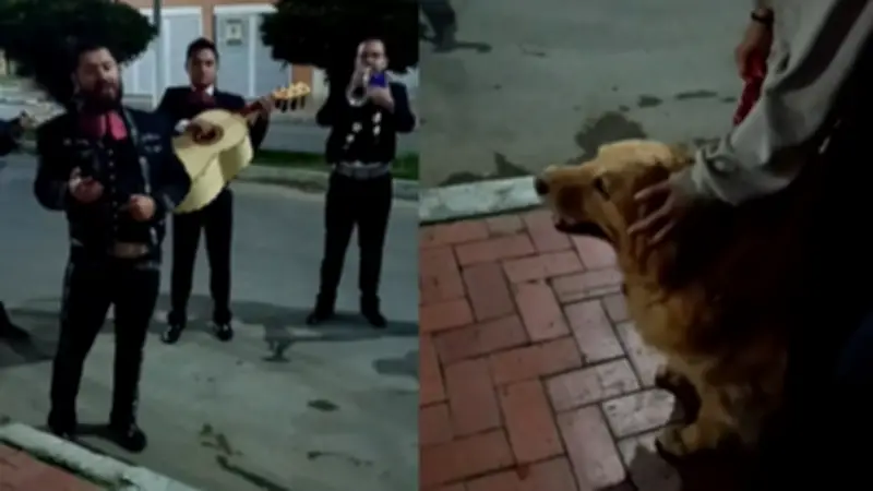 Golden Retriever recibe emotiva despedida con mariachis antes de eutanasia en TikTok