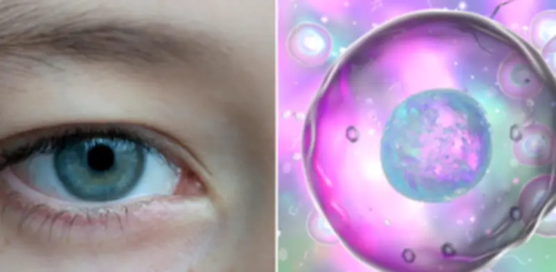 Gotas oculares con semen de cerdo: terapia china prometedora contra cáncer ocular infantil