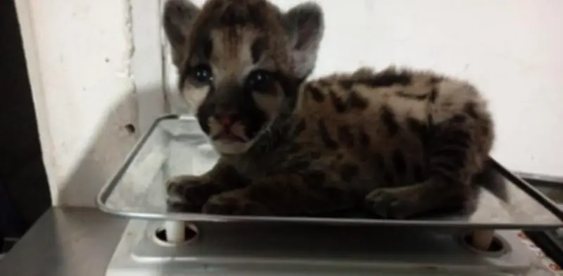Guardaparques rescatan cachorro de puma en incendios de Arauca: será rehabilitado y liberado