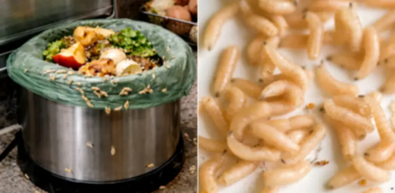 Gusanos blancos en la cocina: causas, focos de infestación y métodos efectivos para eliminarlos