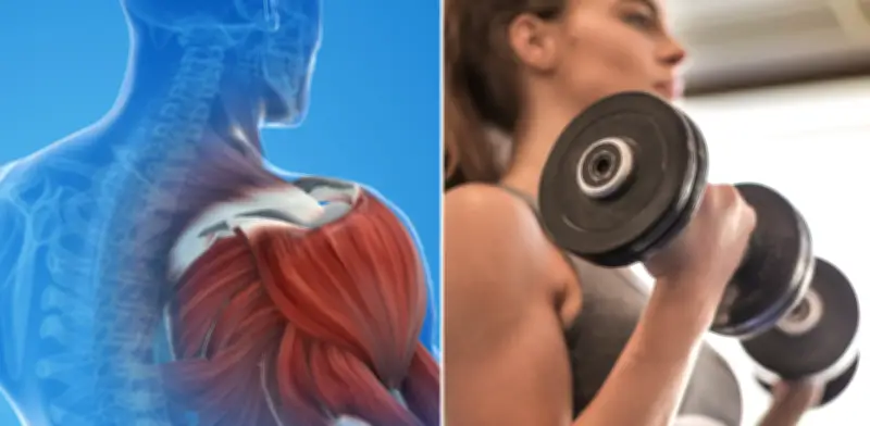 Hipertiroidismo y masa muscular: estrategias seguras para ganar peso y fuerza