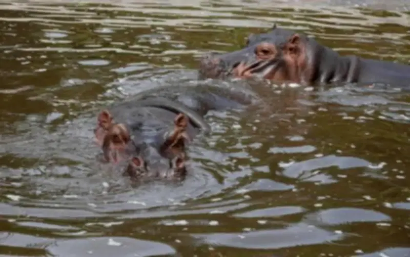 Hipopótamos en Barrancabermeja: Autoridades activan protocolos tras nuevos avistamientos en El Centro