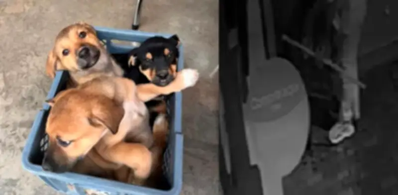 Hombre abandona a tres perros en Rionegro, Antioquia: Policía busca al responsable