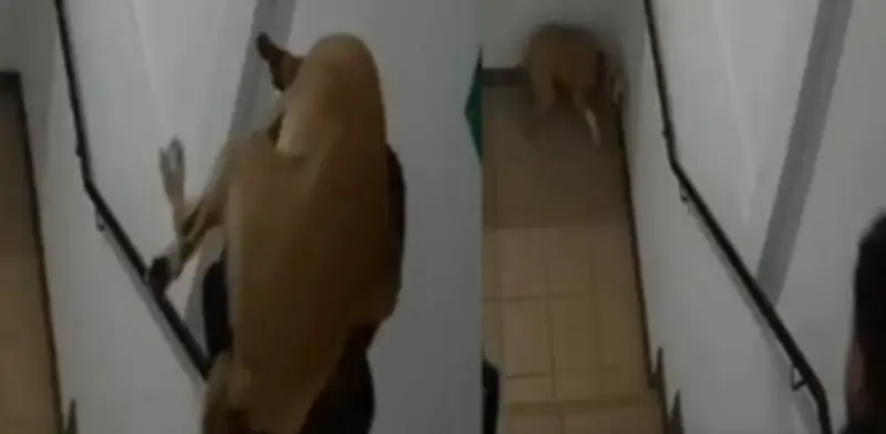 Hombre lanza a perrita por escaleras en Bogotá: capturado por maltrato animal