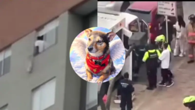 Hombre lanza perrito desde piso 25 en Bogotá: presuntamente bajo efectos de drogas