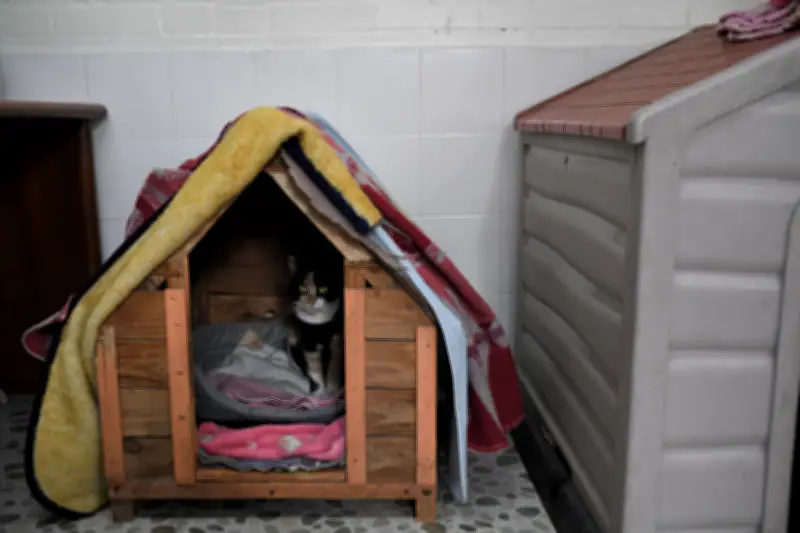 Hungría implementa refugios térmicos para perros callejeros durante el invierno extremo