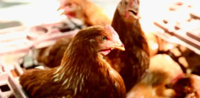 ICA confirma primer brote de influenza aviar en Meta durante 2026