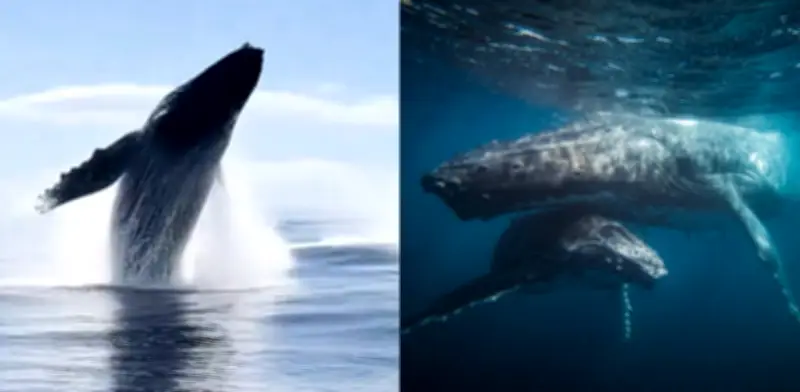 Imágenes impactantes captan espectáculo de ballenas jorobadas emergiendo en Hawái