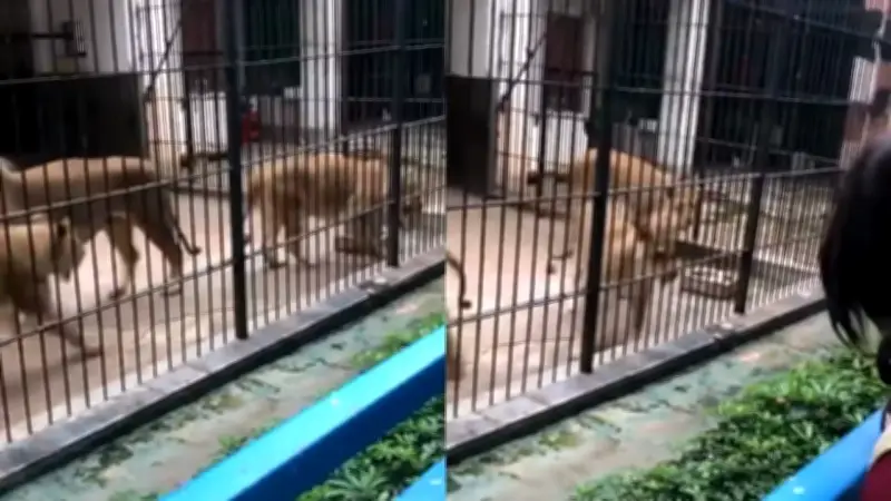 Impactante ataque de leona a niña en zoológico chino genera debate sobre seguridad