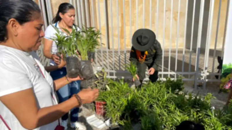 Incautan más de 2.600 palmas de cera en Barranquilla durante Domingo de Ramos
