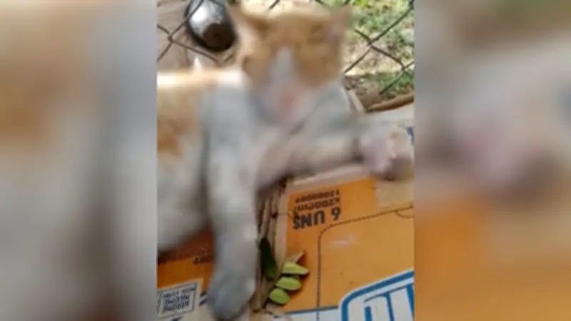 Indignación en Cali: más de 45 gatos mueren en presuntos incendios intencionales