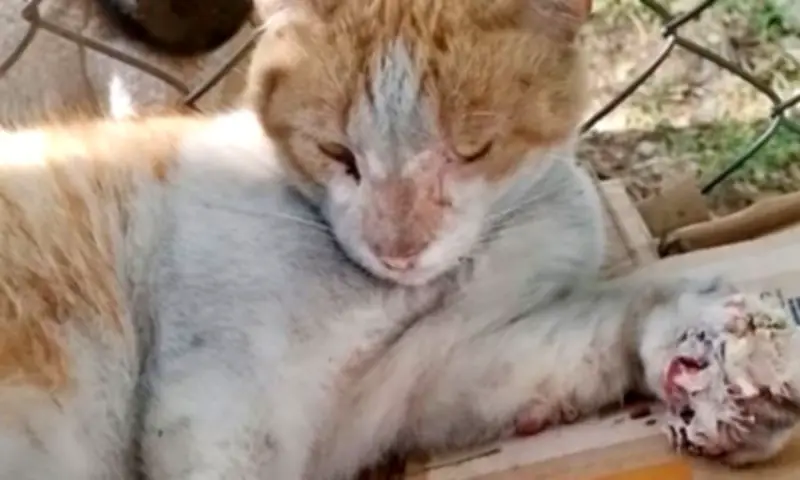 Indignación en Cali por presunto maltrato animal: más de 45 gatos afectados en incendios bajo puente
