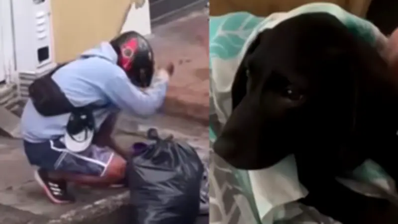 Indignación en Ibagué: Motociclista captado golpeando brutalmente a cachorra de tres meses