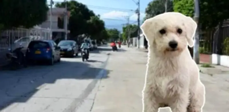 Indignación en Santa Marta por muerte de perro a pedradas: dos versiones enfrentan a familia y señalado