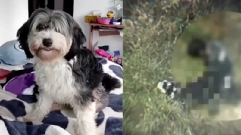 Indignante abuso sexual a perrita en Usme: IDPYBA asume representación legal del animal