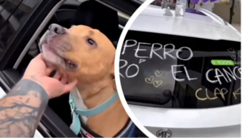 Influencer Camilo Triana anuncia el regreso del cáncer de su perro Magnus