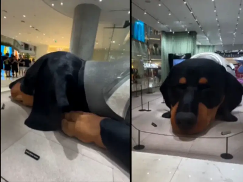 Instalación de perro salchicha gigante que respira en Bangkok genera debate global sobre arte y tecnología
