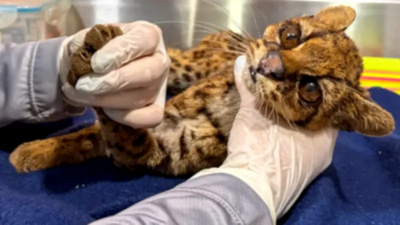 Intensifican operativos contra tráfico de fauna silvestre en vías y terminales del Valle de Aburrá