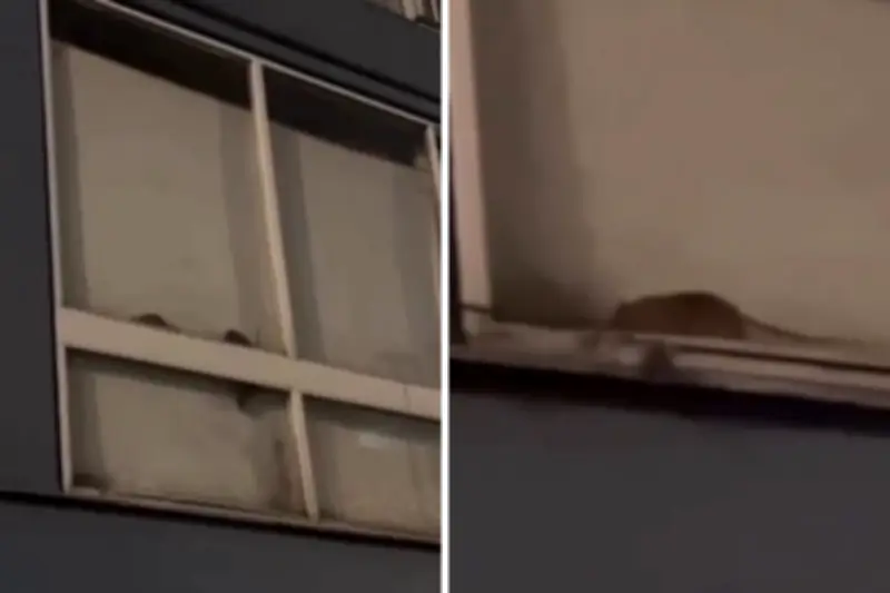 Invasión de ratas en apartamentos de Pablo VI en Bogotá genera alarma sanitaria