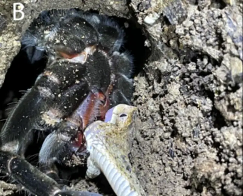 Investigadores registran por primera vez una tarántula depredando a una serpiente en Ecuador