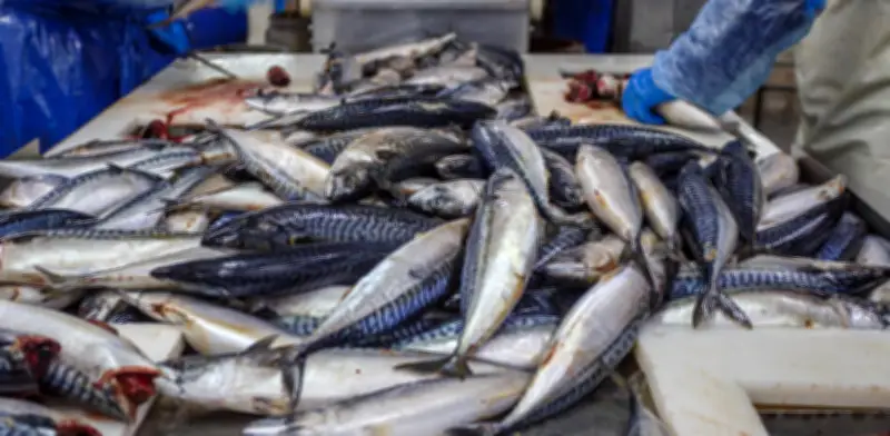 Invima emite alerta sanitaria: claves para consumir pescado seguro en Semana Santa