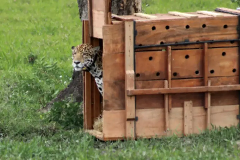 Jaguar liberado por la CAR recorre 592 km y 51.000 hectáreas en monitoreo satelital