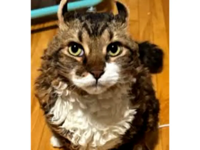 Jimmy, el gato de pelaje crespo que se volvió viral en redes sociales