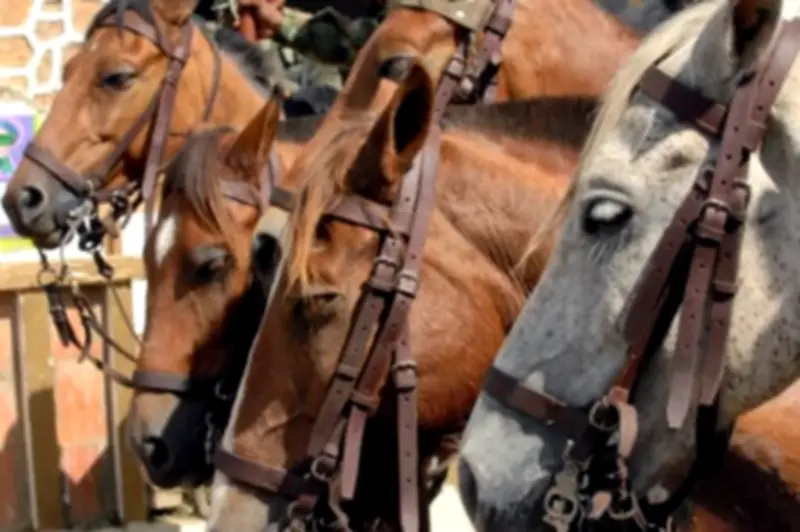 Joven de 23 años muere tras recibir patada de caballo en el tórax en Mompox, Bolívar