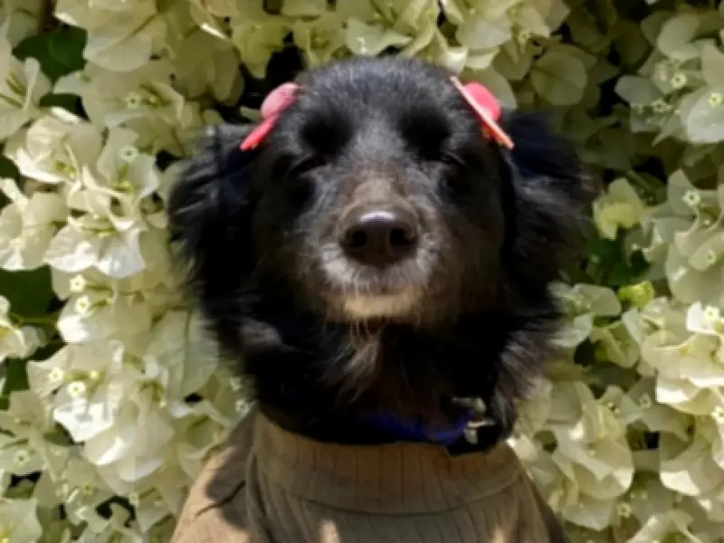 Kalli, la perrita que 'sonríe' y ama las flores, conquista las redes sociales