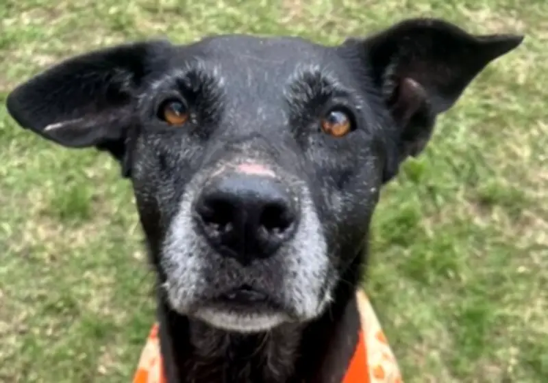 Kodashi, la perrita abandonada dos veces que busca un hogar definitivo en Chía