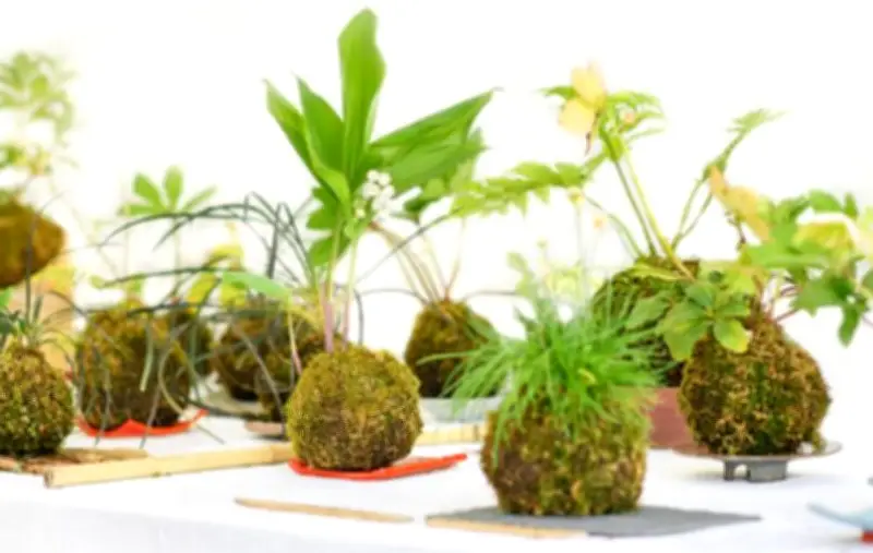Kokedama: la técnica japonesa que revoluciona el cultivo de plantas en esferas de musgo