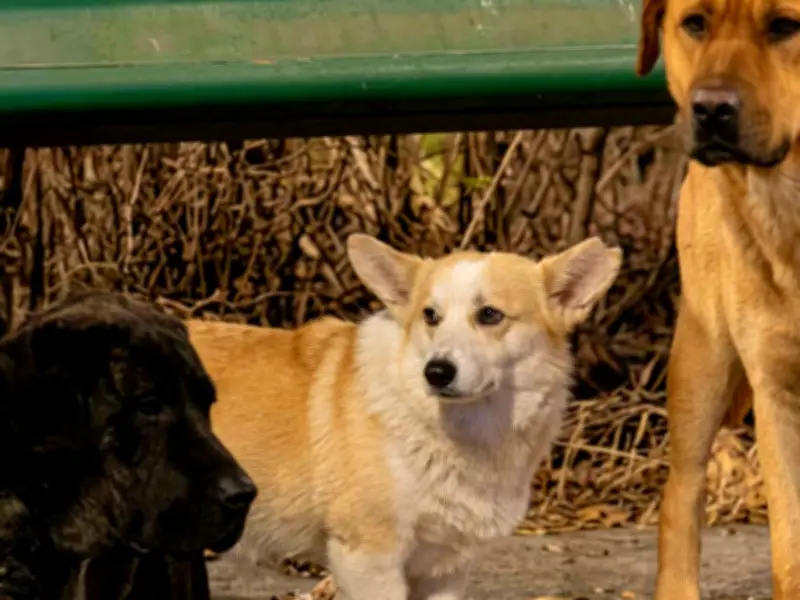 La conmovedora historia de los 7 perros que escaparon era falsa, confirman autoridades chinas