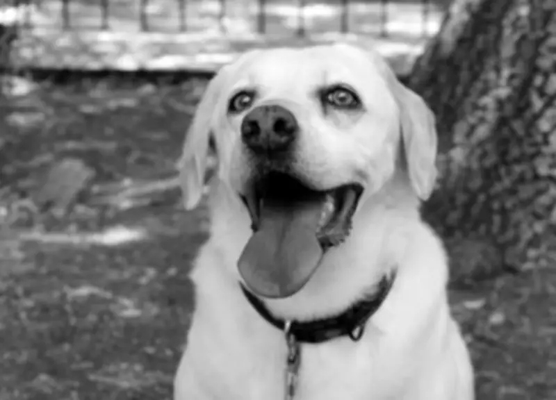 La Cruz Roja Mexicana despide a Maia, perrita rescatista con nueve años de servicio heroico