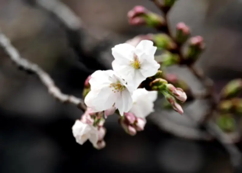 La floración de los cerezos marca el inicio del 'hanami' en Japón con adelanto de cinco días