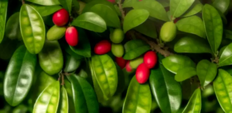 La 'fruta milagrosa' que endulza lo ácido y combate el ácido úrico: hallazgos científicos