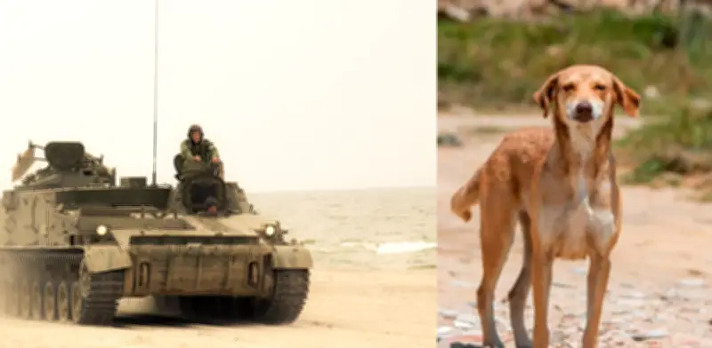 La guerra en Ucrania transforma a perros callejeros en supervivientes con rasgos de lobos