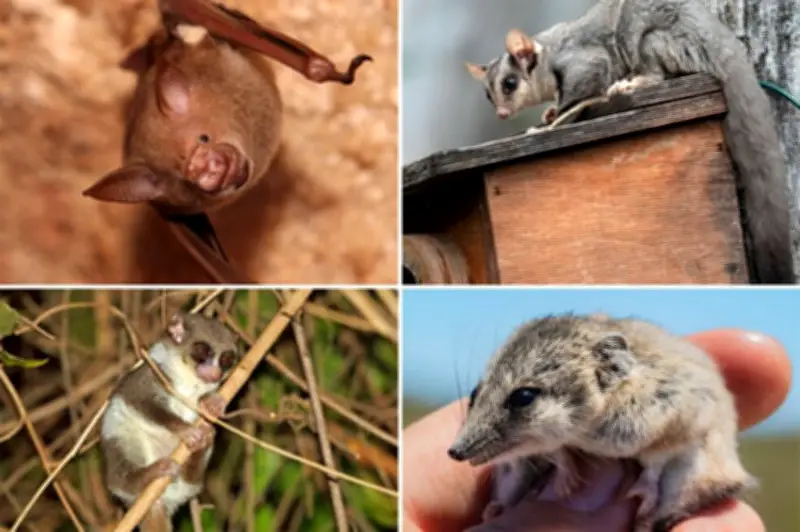 La heterotermia: una estrategia de supervivencia clave en mamíferos y aves